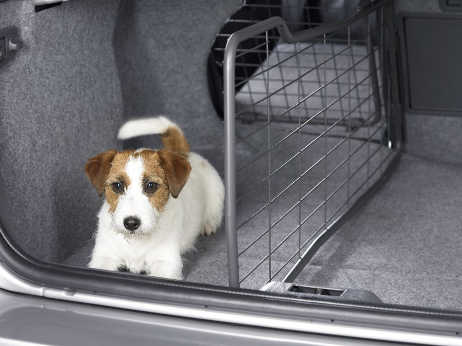 representante contenido Minúsculo Cómo llevar a tu perro en coche - Tecvolución